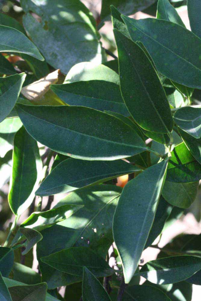            Shade leaves (Riverside, CA)   